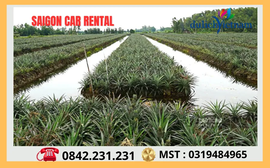 Thuê Xe Sài Gòn Đi Hậu Giang 68 Canh Dong Khom Cau Duc Noi Tieng
