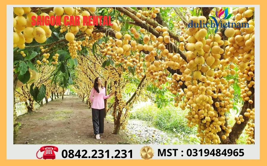 Thuê Xe Sài Gòn Đi Hậu Giang 71 Nhung Vuon Cay An Trai Triu Qua